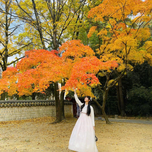 Tour Hàn Quốc Seoul - Hoa Thành - Dmz tuyến mới