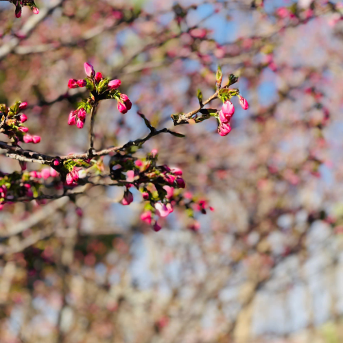 CÔNG TY TNHH DU LỊCH GOLDEN SKY