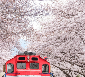 GSTRAVEL SEOUL - NAMI - EVERLAND - 5N4Đ - THÁNG 3-4 HOA ANH ĐÀO