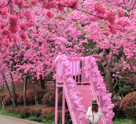 GSTRAVEL CÔN MINH – VIÊN THÔNG SƠN - ĐẠI QUAN LẦU  4N3D THÁNG 4-5-6 MU