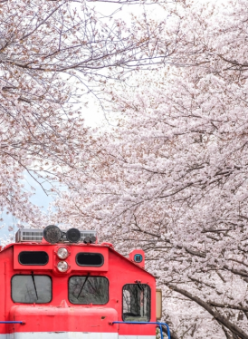 GSTRAVEL SEOUL - NAMI - EVERLAND - 5N4Đ - THÁNG 3-4 HOA ANH ĐÀO