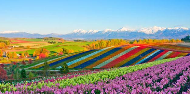 HOKKAIDO -ASAHIKAWA – FARM TOMITA - YOZENKEI  OTARU – SAPPORO 18.07 6N5D ALL